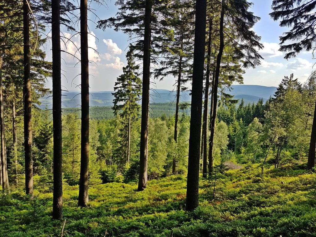 Skalnik Rudawy Janowickie