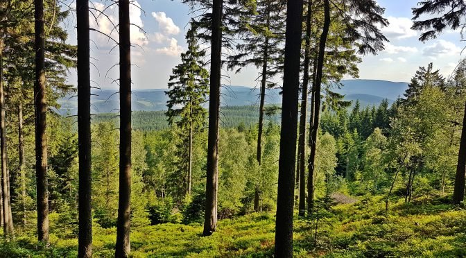 Skalnik (944 m n.p.m.) – najwyższy szczyt Rudaw Janowickich